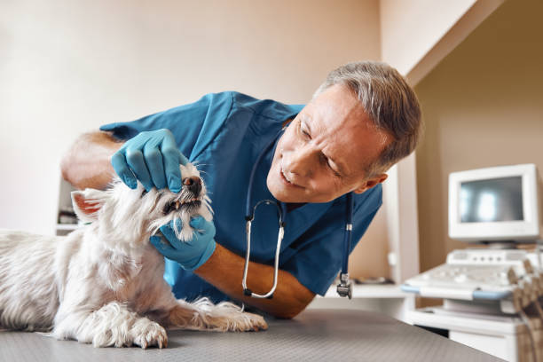 Best Emergency Dental Surgery in Eagleville, PA